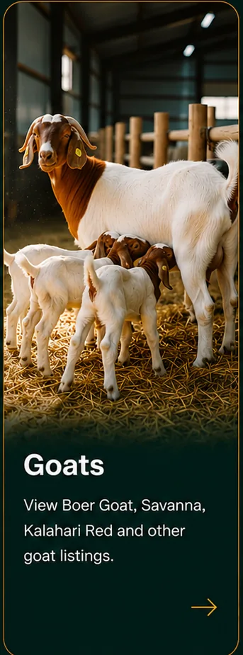 Goats and kids