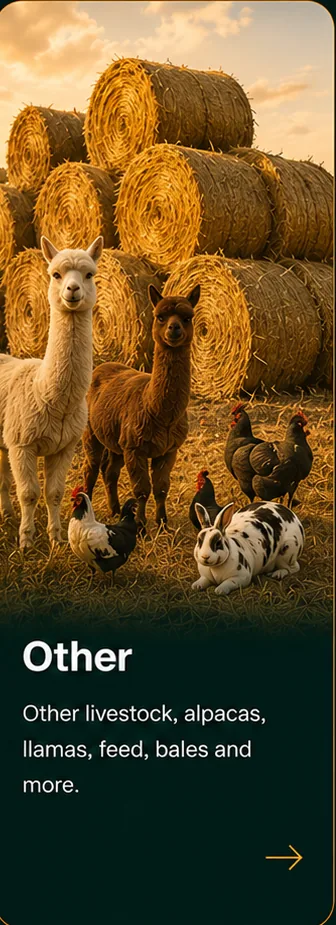 Hay bales and other farm animals