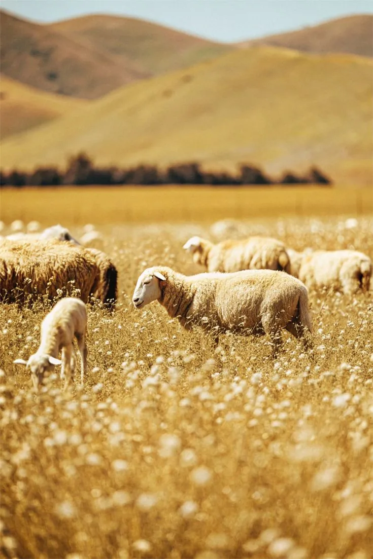 Sheep grazing in a field