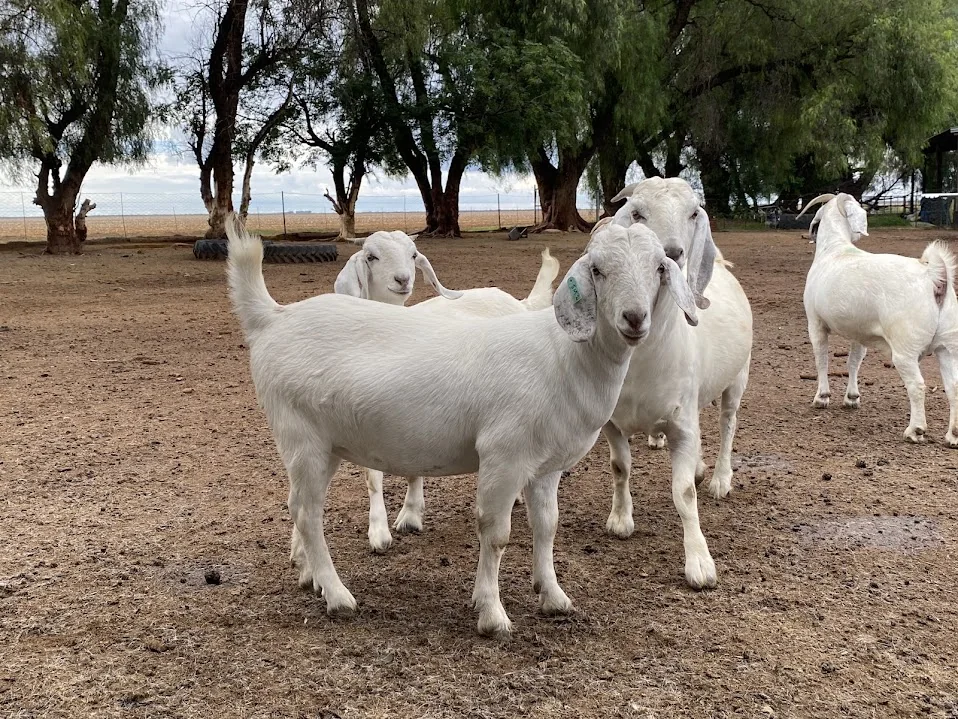 Goats on farm
