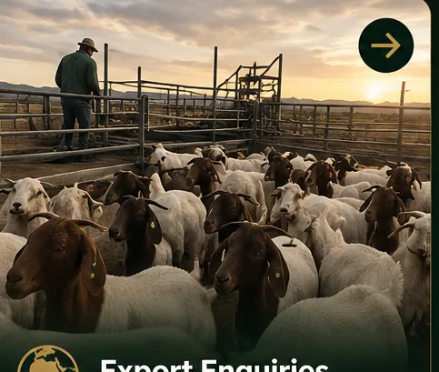 Livestock export and cross-border enquiries